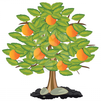 Orange tree with green leaves and ripe orange fruits on white background
