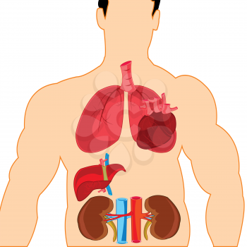 Body of the person and internal organs