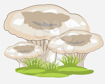 Edible mushroom in herb on white background is insulated
