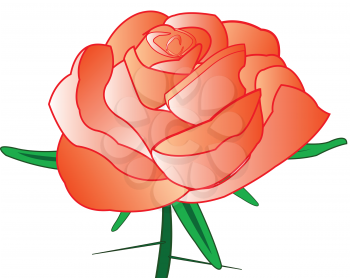 Red rose with thorn on white background is insulated