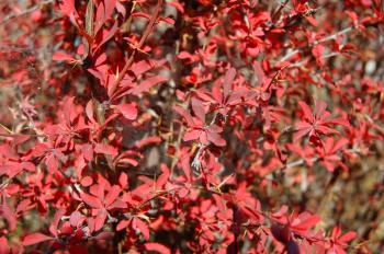 Background from bright and red foliage of the shrubbery barberry autumn