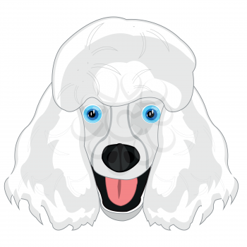 Vector illustration of the mug of the dog of the sort poodle cartoon