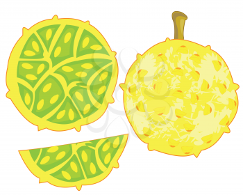 Vector illustration of the exotic tropical fruit is kivano