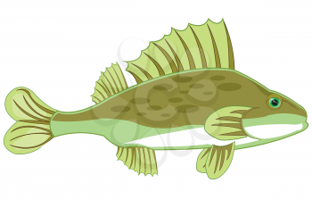 Vector illustration of the cartoon of freshwater fish ruff