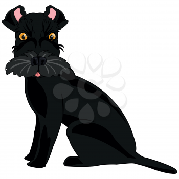 Vector illustration of the cartoon of the black dog of the sort scnauzer