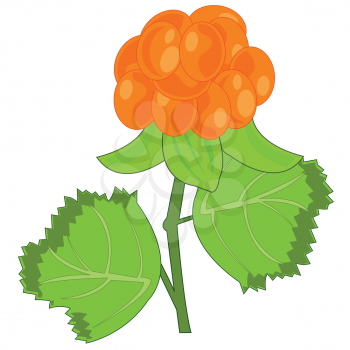 Vector illustration of the north ripe berry cloudberry