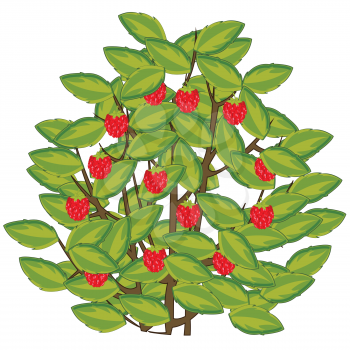 Vector illustration of the bush of the ripe berry of the raspberry