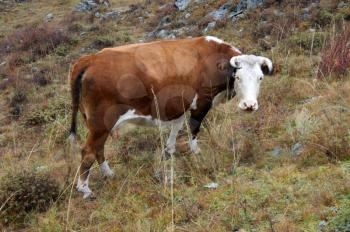 Animal cow eats herb on pasture autumn