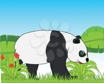 Wildlife panda bear on nature amongst year vegetation