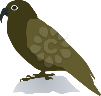 Royalty Free Clipart Image of a Kea Standing on a Rock