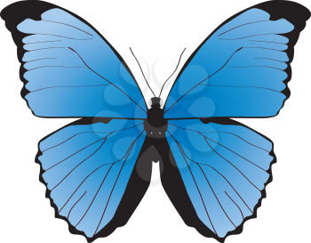 Royalty Free Clipart Image of a Beautiful Blue Butterfly
