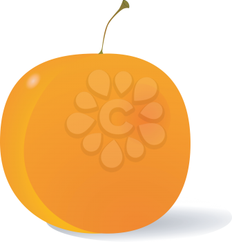 Vector illustration of Peach