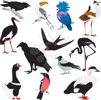 Collection of vector images of birds