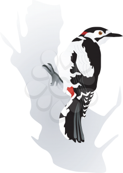 Vectors woodpecker