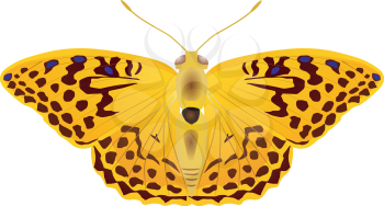 color vector butterfly