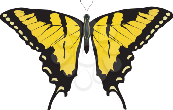 Vector drawing Machaon butterfly