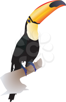 Vector illustration toucan sitting on a white background