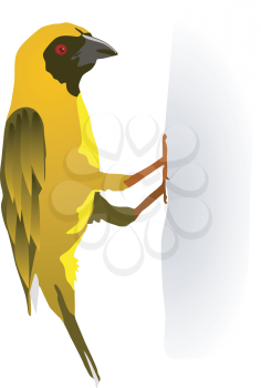 Vector illustration of a yellow bird