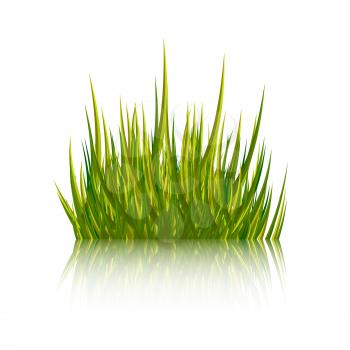 Green grass isolated on white background. Vector illustration. 