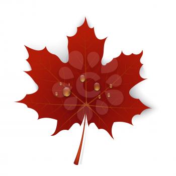 Red maple leaf with drops of water on a white background