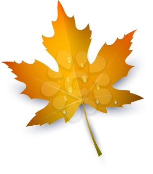 Maple Leaf with raindrops on a white background. Autumn red maple leaf, a symbol of 
autumn. Change element banner seasons. Part of nature, flora. Stock vector illustration