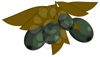 Vector illustration of black olives with leaves on a white background. Dietary food. Cartoon 
olive, isolated object
