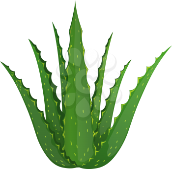 Aloe vera plant in the style of a plunger on a white background. Vector illustration