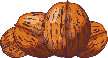 Group of walnuts in the shell on a white background. Color drawing in the style of a cartoon. Vector illustration of nuts