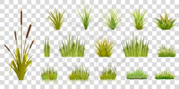 Set of grass blades on a transparent background green grass in bunches of gardening lawn and bulrush with reflection vector illustration