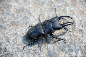 Beautiful closeup stag beetle on the background