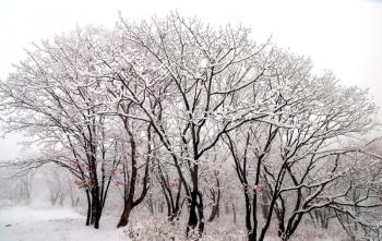 Beautiful landscape of winter forest