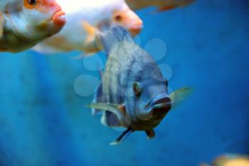 Beautiful fishes near the corals in the deep sea