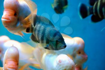 Beautiful fishes near the reef in the deep sea