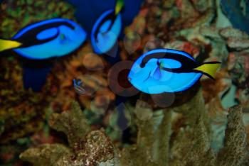 Beautiful blue fish near the corals in the deep sea