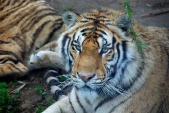 Big and beautiful tiger looking to camera