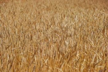 Cereal field of wheat as a concept of harvest