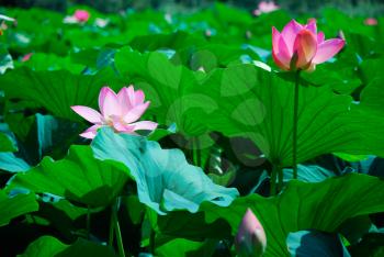 Beautiful pink lotus as a concept of wildlife
