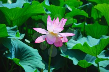 Beautiful pink lotus is a water flower