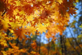 Yellow maple leaves as a concept of autumn season