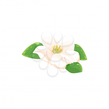 Jasmine flower isolated herbal tea drink ingredient icon. Vector fragrant aromatic jessamine in blossom, realistic tea herb. Blooming plant, flower with yellow middle and green leaves, jasminum icon