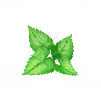 Green peppermint isolated culinary herb. Vector tea ingredient, hybrid mint, cross of watermint and spearmint. Fresh peppermint tea ingredient, kitchen spice, flavoring organic evergreen plant