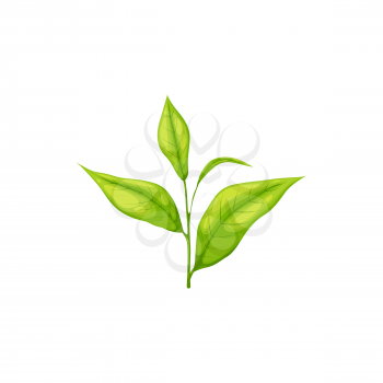 Realistic green or black tea leaf isolated herbal plant. Vector India, Ceylon or Chinese tea leaves on branch with stem, botanical plant, herbal tea ingredient. Fresh organic young saplings