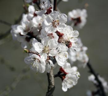 Macro image of blossoming apricot flowers
