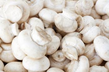 Background from many Champignon mushrooms in raw condition