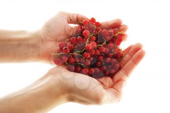 Female hands holding red currant berries isolated on white background