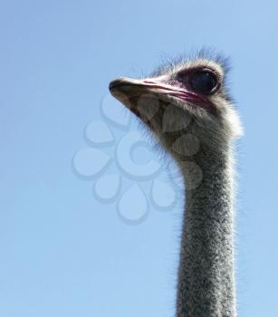 Close up image of ostrich head against blue sky