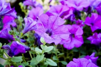 Beautiful purple petunias - close-up image