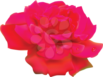 Royalty Free Clipart Image of a Red Rose