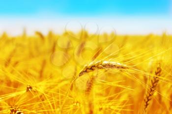 Royalty Free Photo of a Golden Wheat Field Against Blue Sky