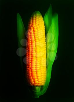 Realistic corn ear isolated on black. Vector illustration